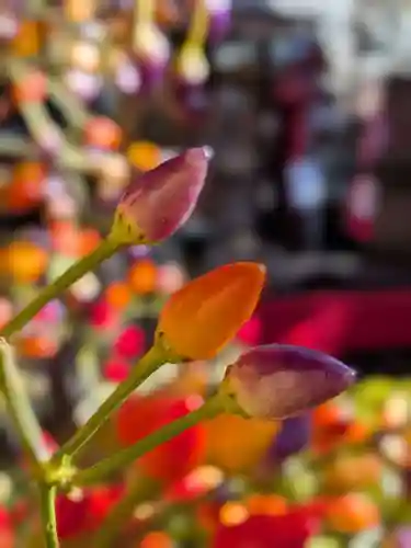 陽運寺(東京都)