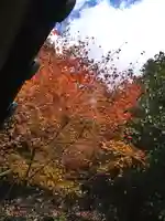 石内のお大師さん 金剛院の自然