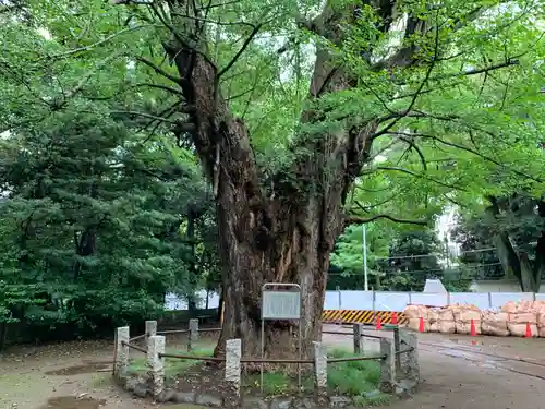 赤坂氷川神社の自然