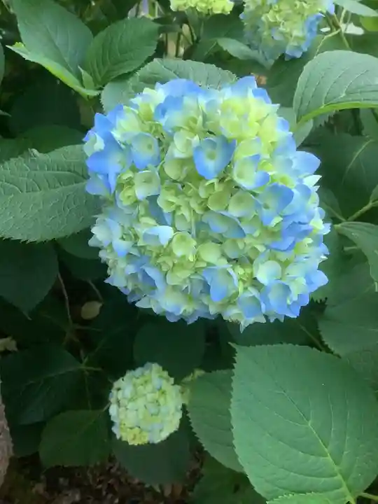 手力雄神社の自然
