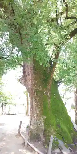 若宮八幡社の自然