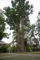 春日神社の自然