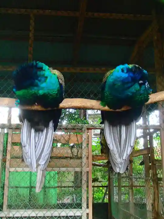 岩槻久伊豆神社の動物