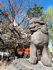 浅草神社の狛犬