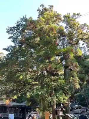 大神神社の{uncategorized: "未分類", other: "その他", undefined: "問題あり", building: "その他建物", grave: "お墓", sacred_gate: "鳥居", guardian: "狛犬", statue: "像", buddha: "仏像", history: "歴史", nature: "自然", garden: "庭園", animal: "動物", pagoda: "塔", temizu: "手水舎", mountain_gate: "山門・神門", sanctuary: "本殿・本堂", subordinate: "末社・摂社", art: "芸術", scenery: "景色", jizo: "地蔵", ema: "絵馬", goshuin: "御朱印", omikuji: "おみくじ", items: "授与品その他", amulet: "お守り", goshuincho: "御朱印帳", eats: "食事", festival: "お祭り", votive_dance: "神楽", shichigosan: "七五三参", wedding: "結婚式", experience: "体験その他", initially: "初詣", around: "周辺", anti_infection: "感染症対策"}