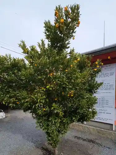 宇治神社の自然