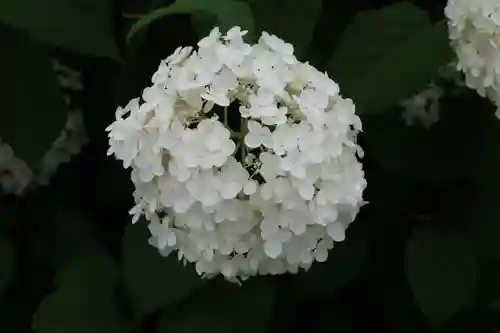 音楽寺(愛知県)