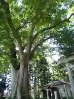 六所神社の自然