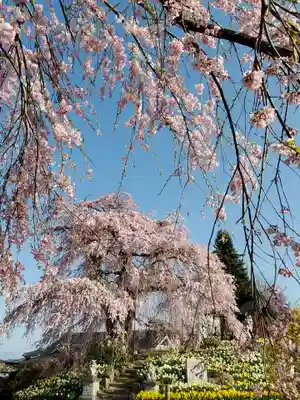 金毘羅桜(福島県)