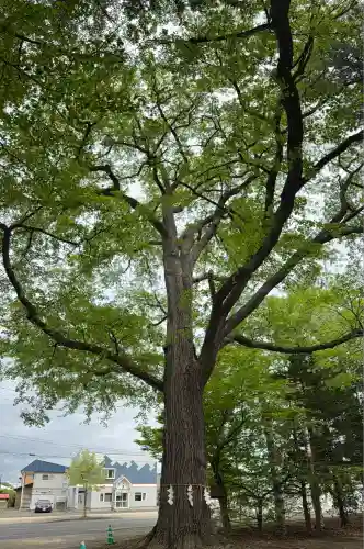 音更神社の自然