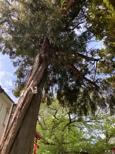 居木神社の自然