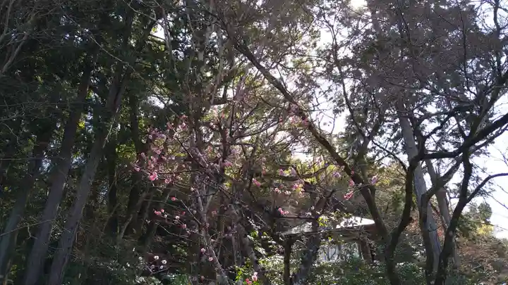 楠妣庵観音寺(大阪府)
