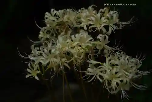 伊勢山皇大神宮(神奈川県)