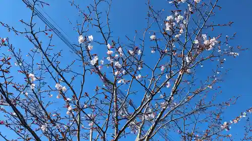 釧路八幡宮の自然