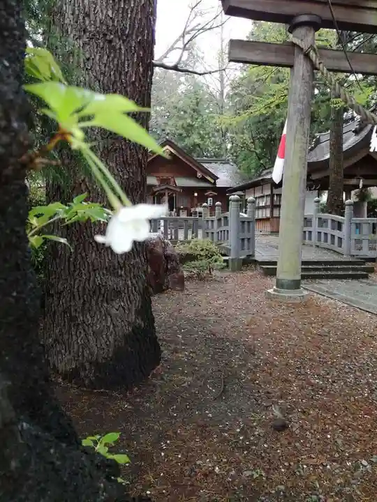 住吉神社の鳥居