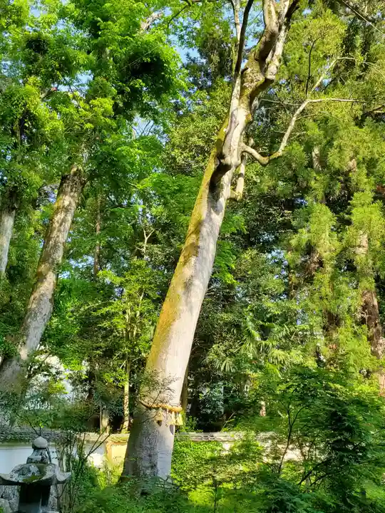 兵主神社の自然
