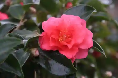 開成山大神宮の庭園