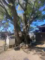 藤白神社の自然