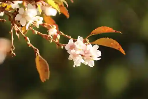 鹿島大神宮の庭園