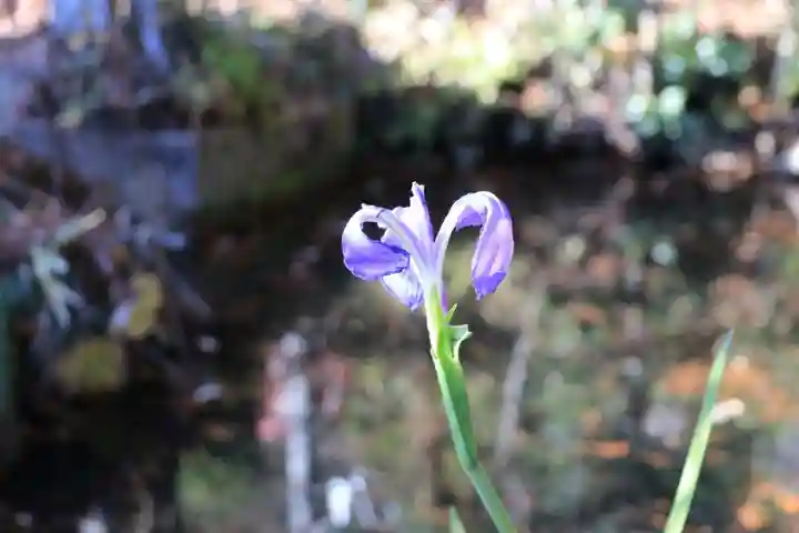 鹿島大神宮の自然