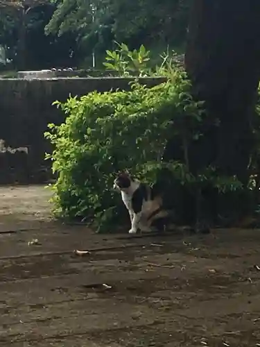 世持神社の動物