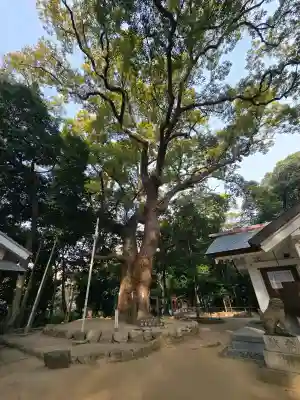 垂水神社の{uncategorized: "未分類", other: "その他", undefined: "問題あり", building: "その他建物", grave: "お墓", sacred_gate: "鳥居", guardian: "狛犬", statue: "像", buddha: "仏像", history: "歴史", nature: "自然", garden: "庭園", animal: "動物", pagoda: "塔", temizu: "手水舎", mountain_gate: "山門・神門", sanctuary: "本殿・本堂", subordinate: "末社・摂社", art: "芸術", scenery: "景色", jizo: "地蔵", ema: "絵馬", goshuin: "御朱印", omikuji: "おみくじ", items: "授与品その他", amulet: "お守り", goshuincho: "御朱印帳", eats: "食事", festival: "お祭り", votive_dance: "神楽", shichigosan: "七五三参", wedding: "結婚式", experience: "体験その他", initially: "初詣", around: "周辺", anti_infection: "感染症対策"}