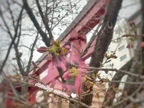 彌彦神社　(伊夜日子神社)の自然
