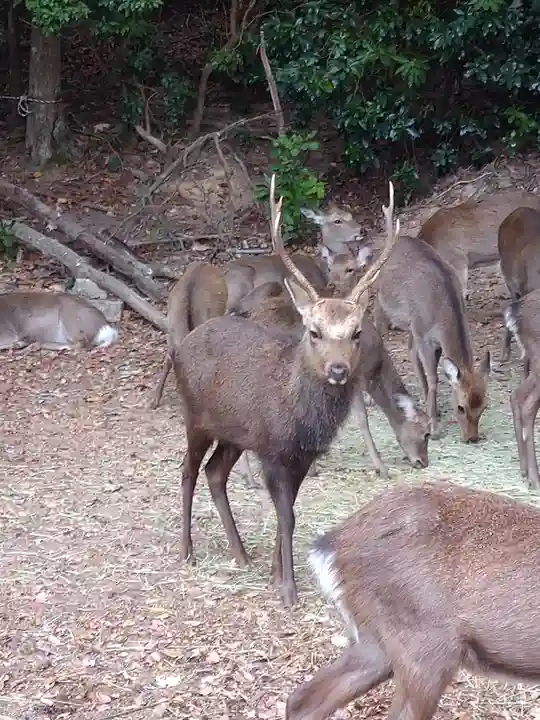 包ケ浦神社の動物