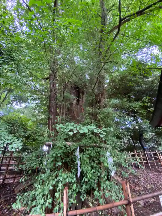 大國魂神社の自然