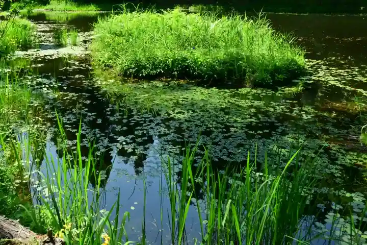 郡殿の池弁財天社(新潟県)