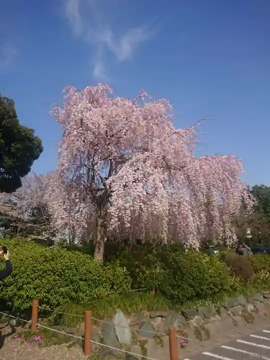 櫻木神社の自然