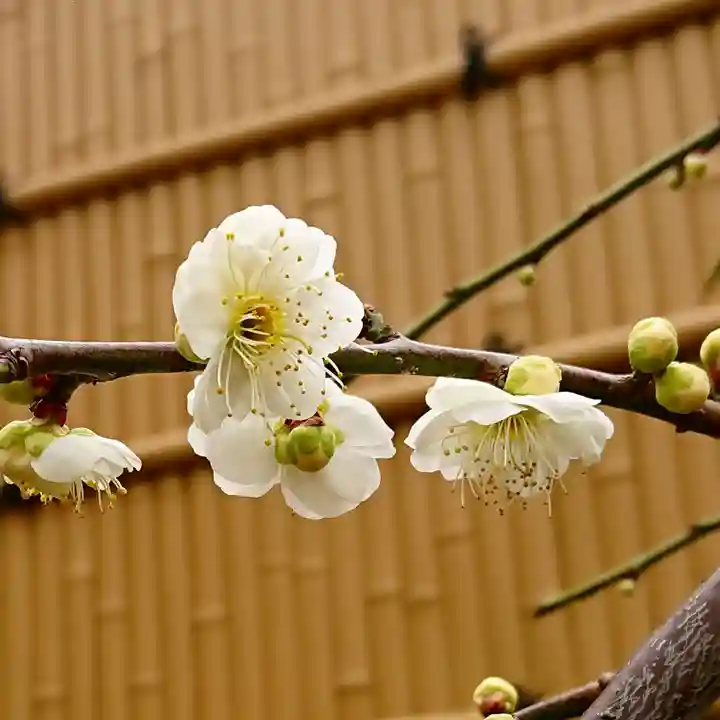 寿量山 速成寺の自然