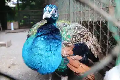 岩槻久伊豆神社(埼玉県)