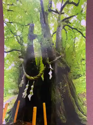 🌸乙部八幡神社(北海道)