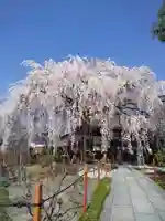 本満寺(本願満足寺)(京都府)
