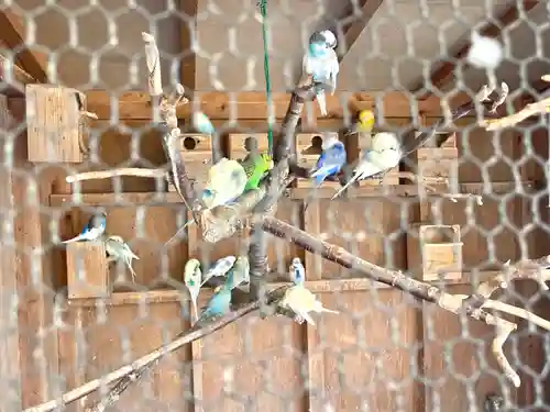 尾張猿田彦神社の動物