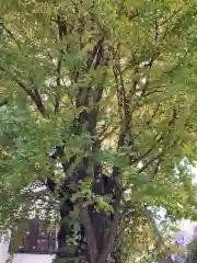 天祖神社の自然