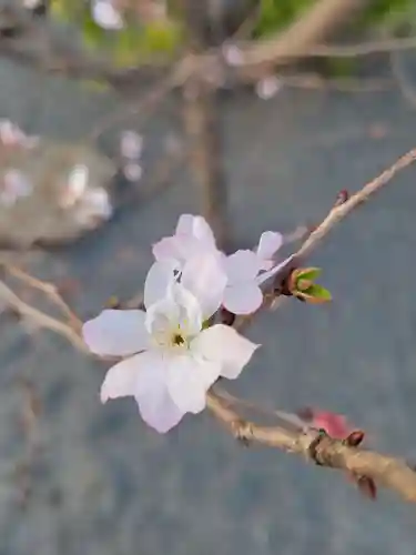 寛永寺不忍池弁天堂の自然