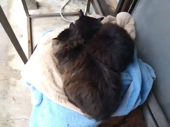 御誕生寺(猫寺)(福井県)