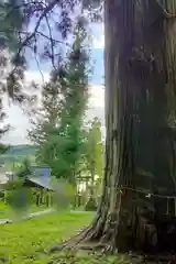 夏井諏訪神社の自然