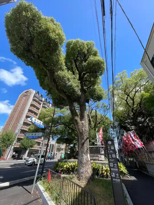 若一神社の自然