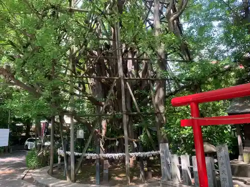 稲毛神社の自然