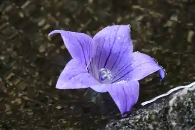 鹿島大神宮の手水舎
