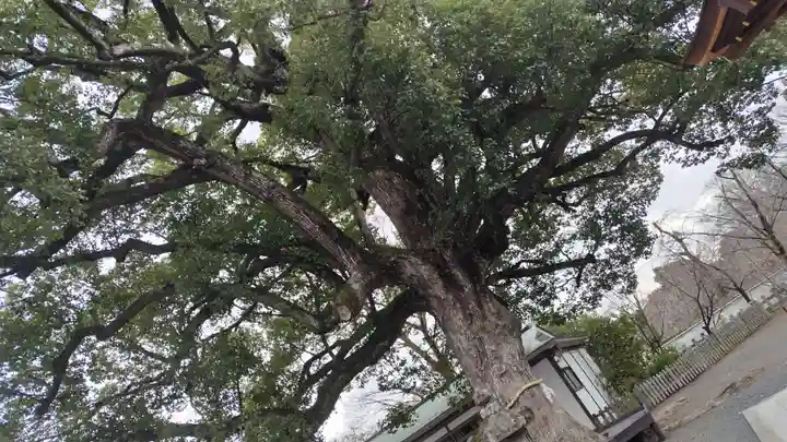 平野神社(京都府)
