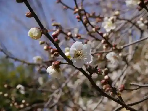 清滝寺の自然