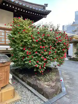 日蓮宗　浄運寺(東京都)
