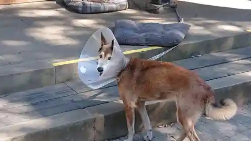 愛宕神社の動物