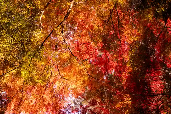 大矢田神社(岐阜県)