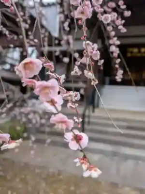 妙法寺(東京都)