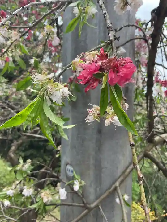 日龍峯寺(高澤観音)(美濃清水)(岐阜県)